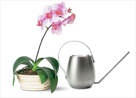 Как ухаживать за орхидеей в домашних условиях и как поливать